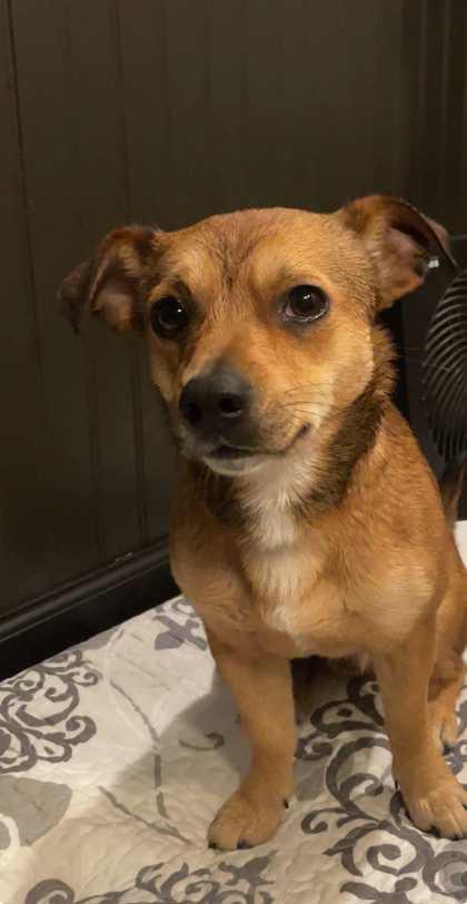 Dart, ADOPTABLE, Adult Male Feist.