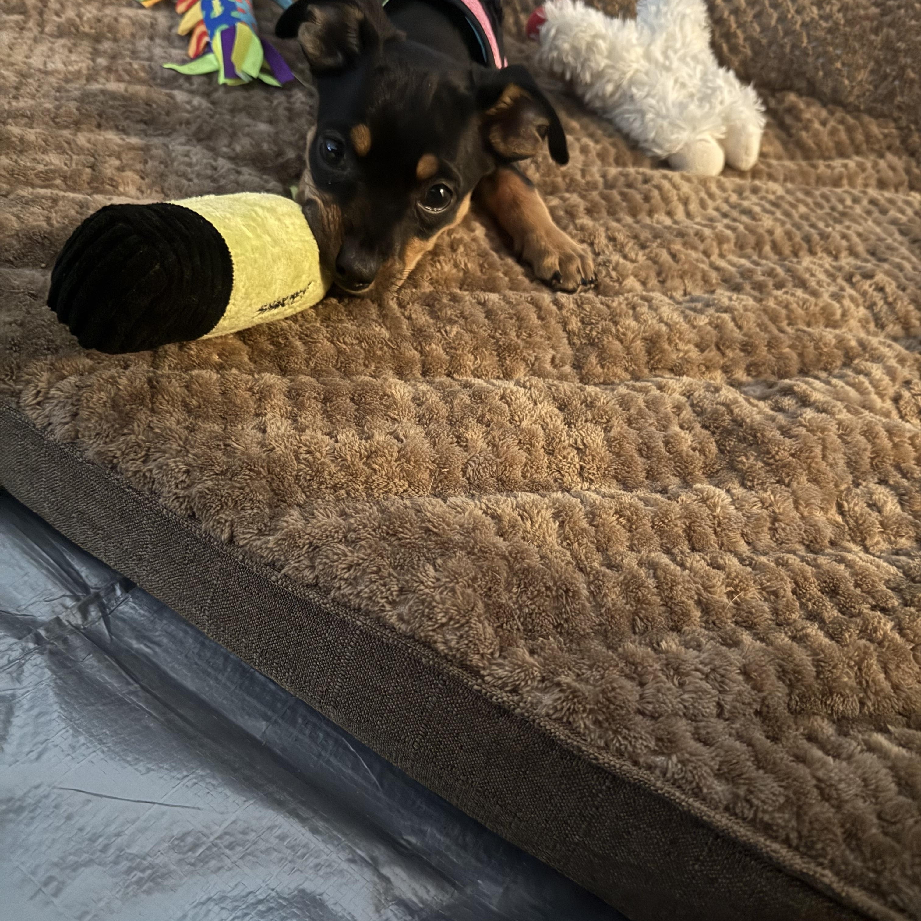 Enlarge Sailor Shortcake, an adopted mixed breed in Woburn, MA image 5/6