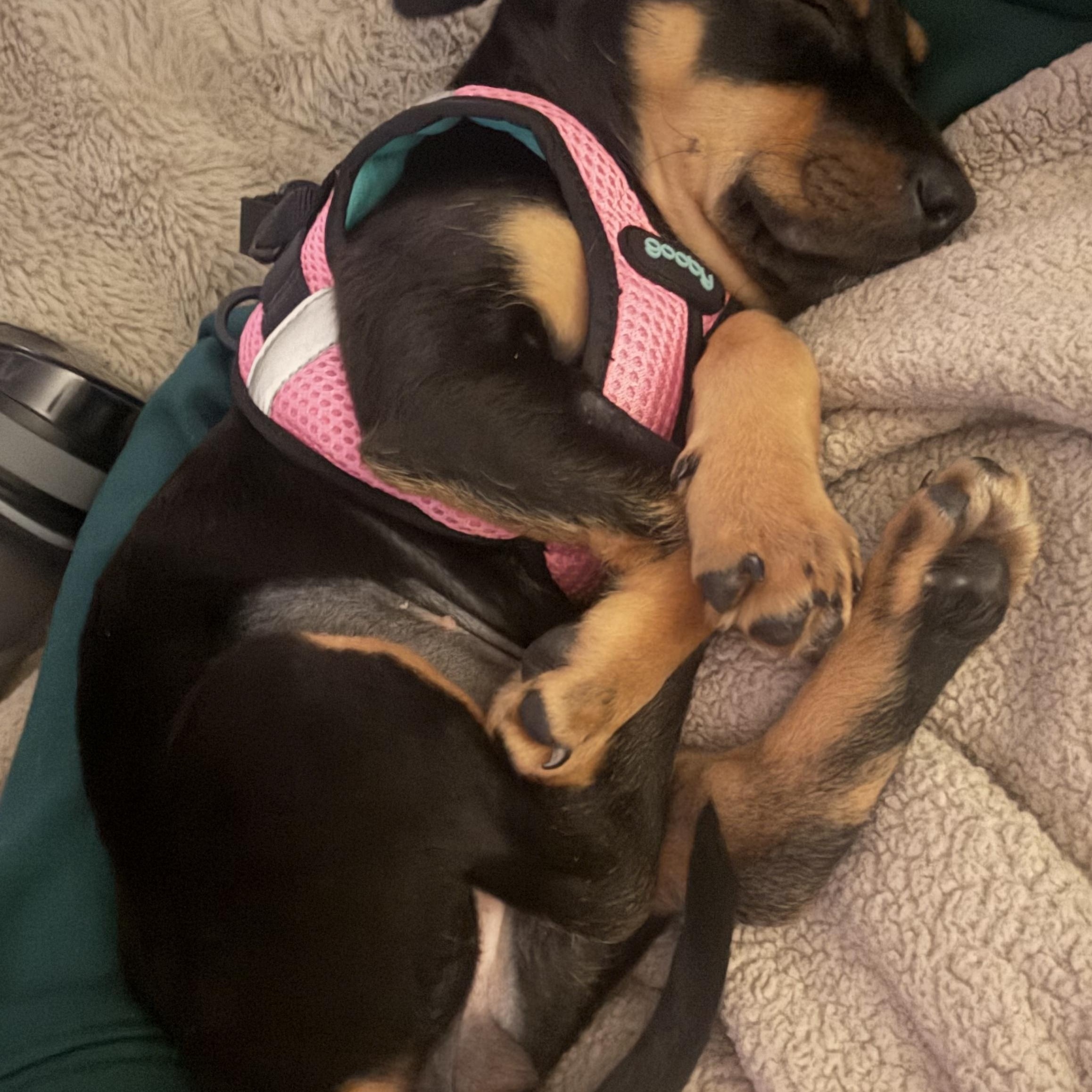 Enlarge Sailor Shortcake, an adopted mixed breed in Woburn, MA image 2/6
