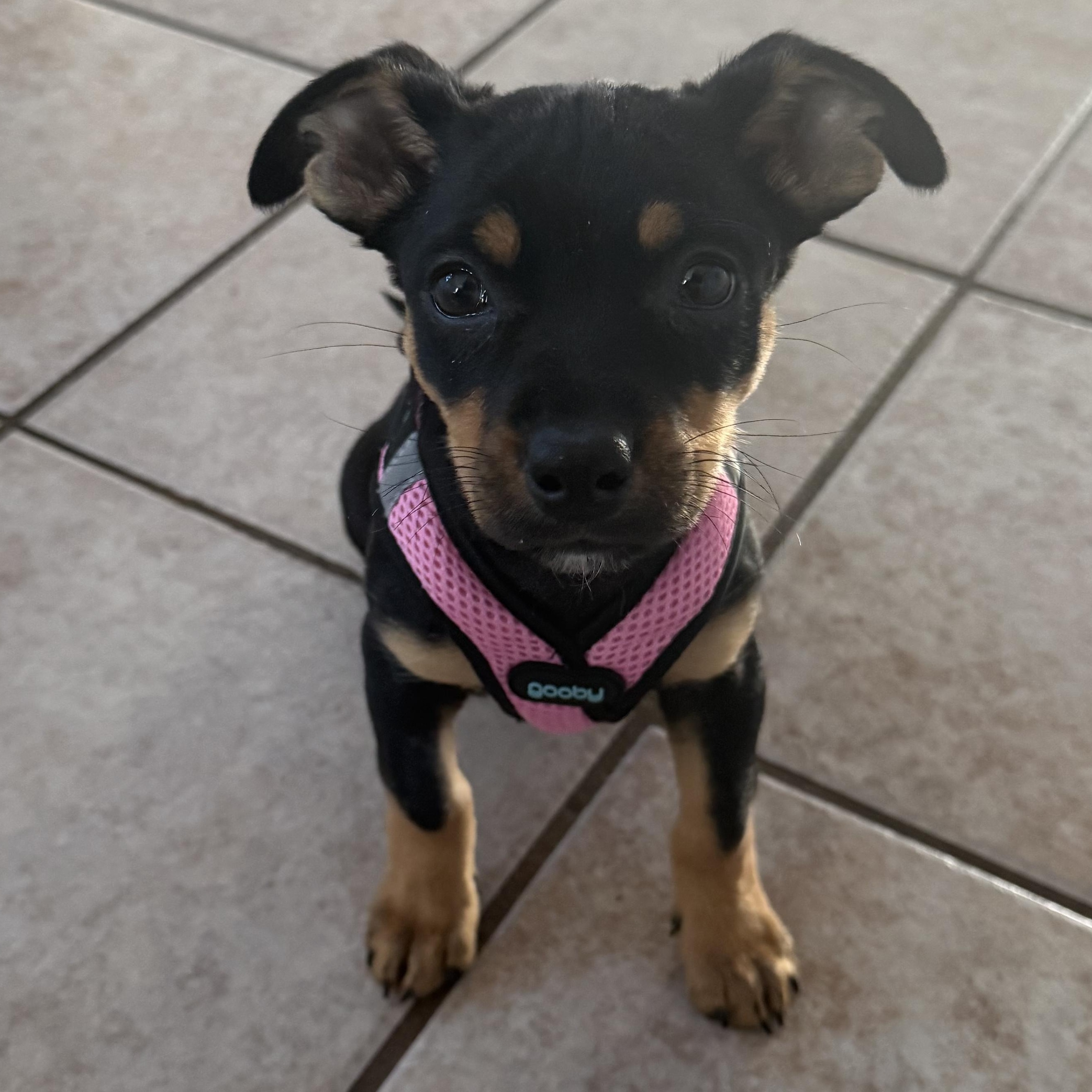 Enlarge Sailor Shortcake, an adopted mixed breed in Woburn, MA image 1/6