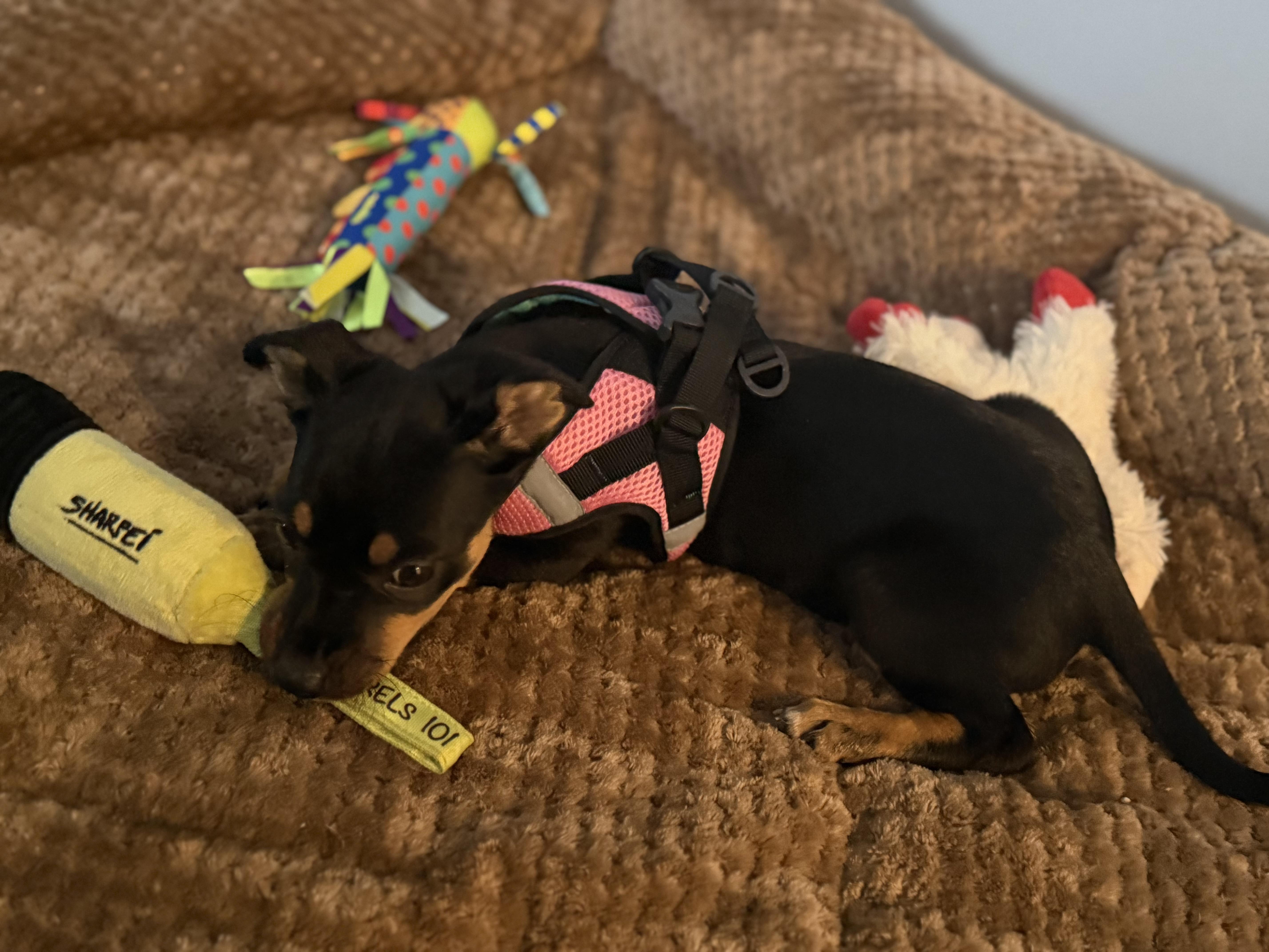 Enlarge Sailor Shortcake, an adopted mixed breed in Woburn, MA image 6/6