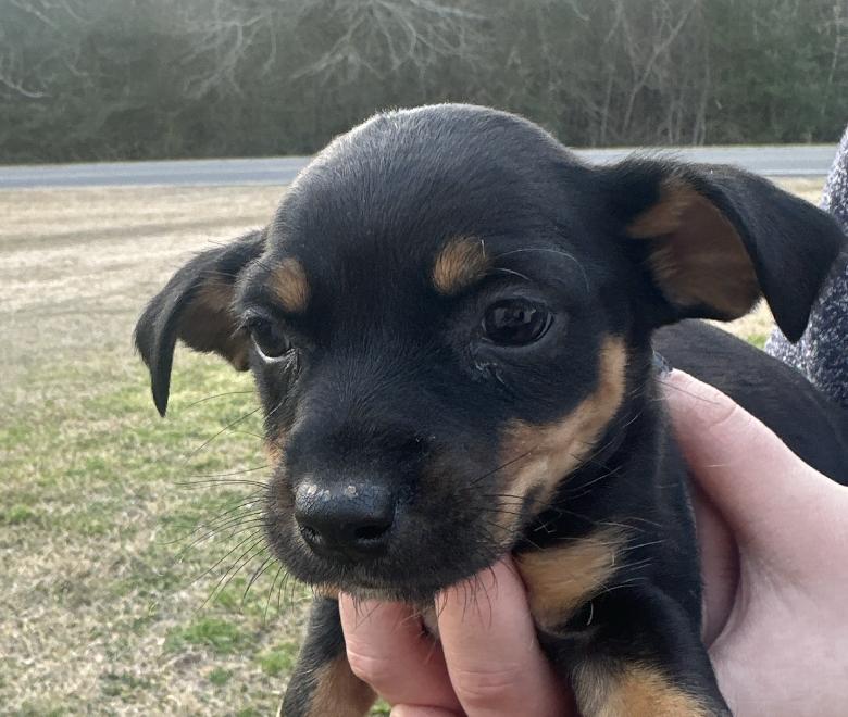 Enlarge Sailor Shortcake, an adopted mixed breed in Woburn, MA image 3/6
