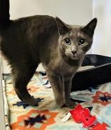 Enlarge Ash, a ADOPTABLE Domestic Short Hair in Cibolo, TX image 1/1