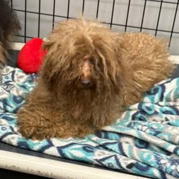 Dash, Adoptable, Adult Male Miniature Poodle.