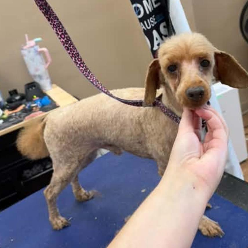Enlarge Dash, a Adoptable Miniature Poodle in Normal, IL image 2/5