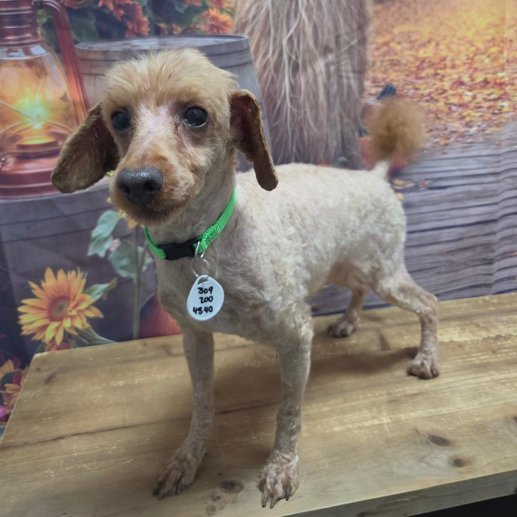 Enlarge Dash, a Adoptable Miniature Poodle in Normal, IL image 3/5