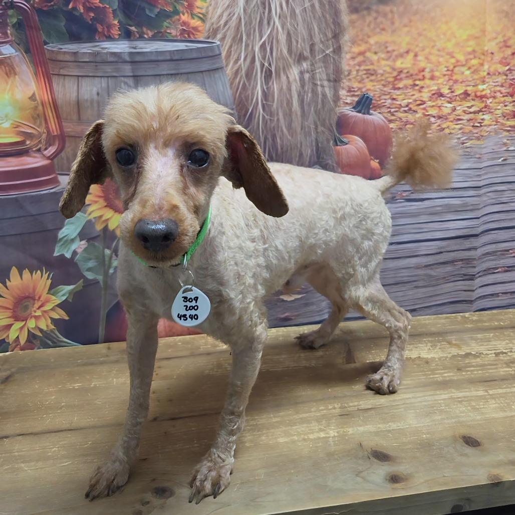 Enlarge Dash, a Adoptable Miniature Poodle in Normal, IL image 4/5