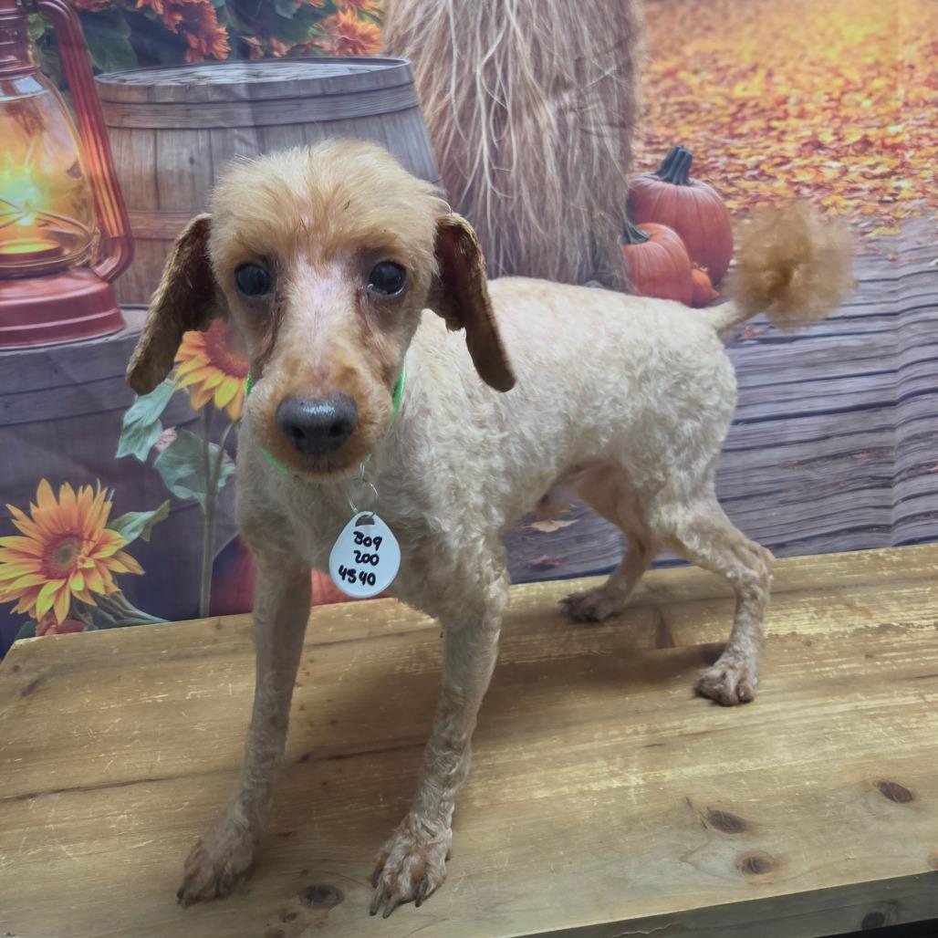 Enlarge Dash, a Adoptable Miniature Poodle in Normal, IL image 5/5
