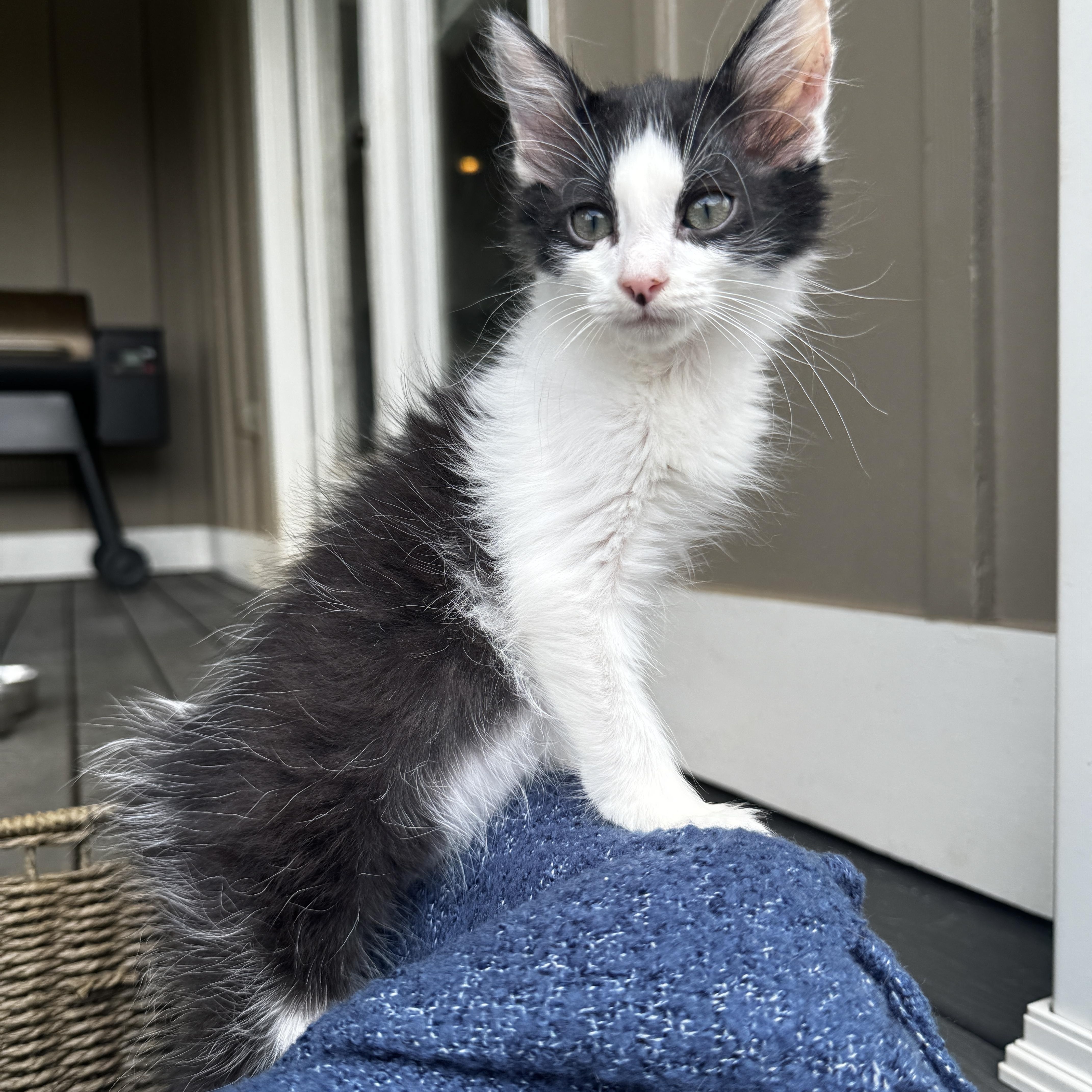Tapitio, Baby Male Domestic Long Hair