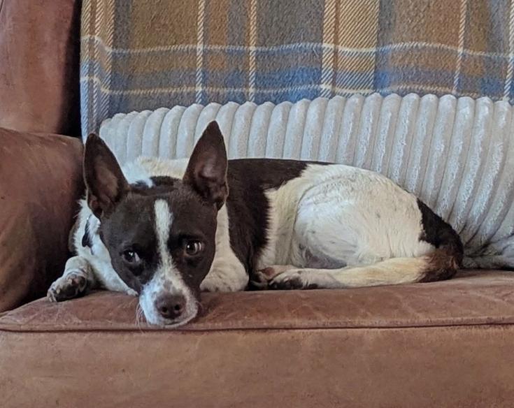 Aragorn, Adoptable, Adult Male Chihuahua.