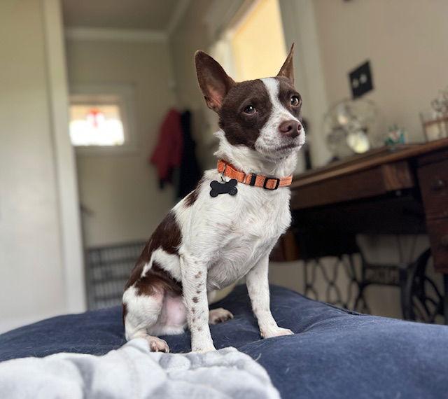 Enlarge Aragorn, a Adoptable Chihuahua in Bothell, WA image 2/3