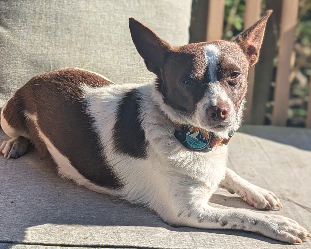Enlarge Aragorn, a Adoptable Chihuahua in Bothell, WA image 3/3