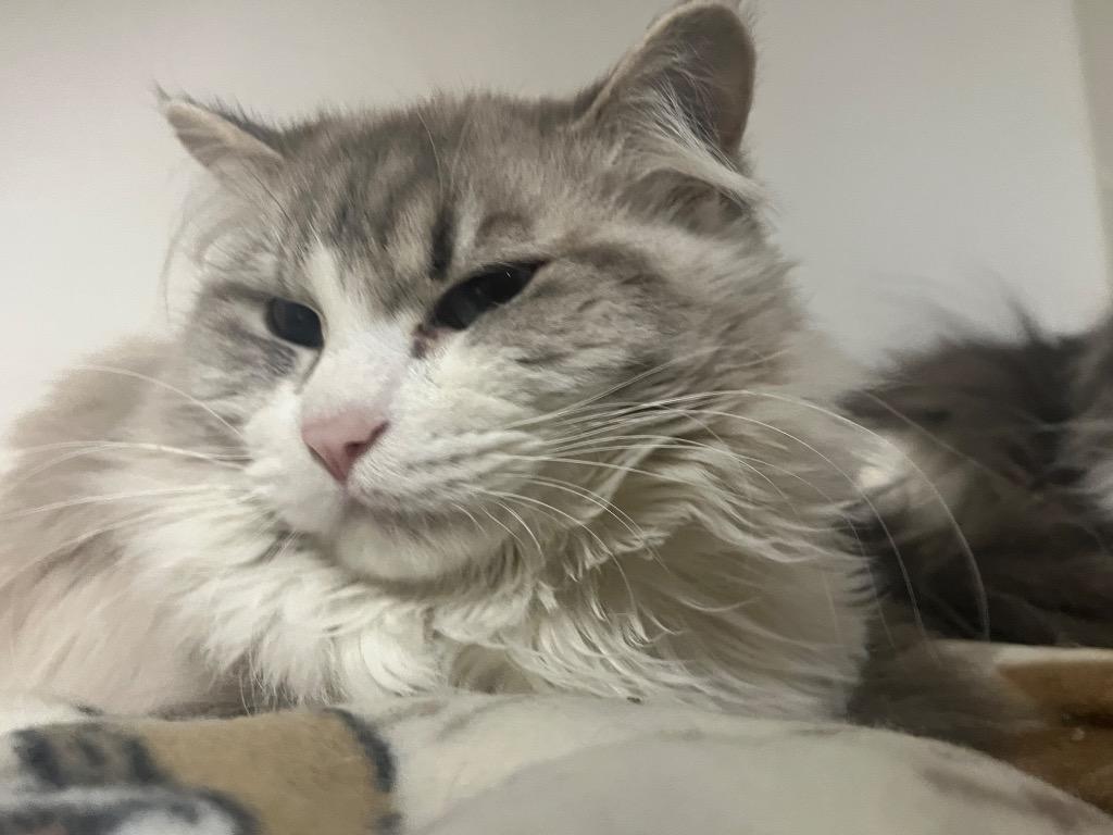 Enlarge Clint, a Adoptable mixed breed in Crandon, WI image 1/1