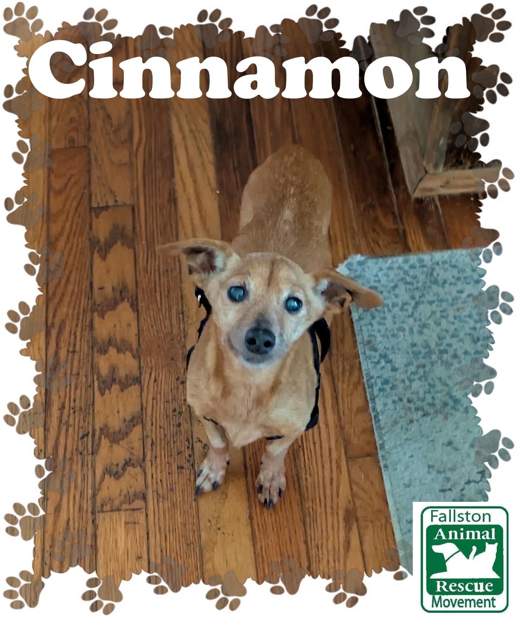 Enlarge Cinnamon, an adopted mixed breed in Bel Air, MD image 1/1