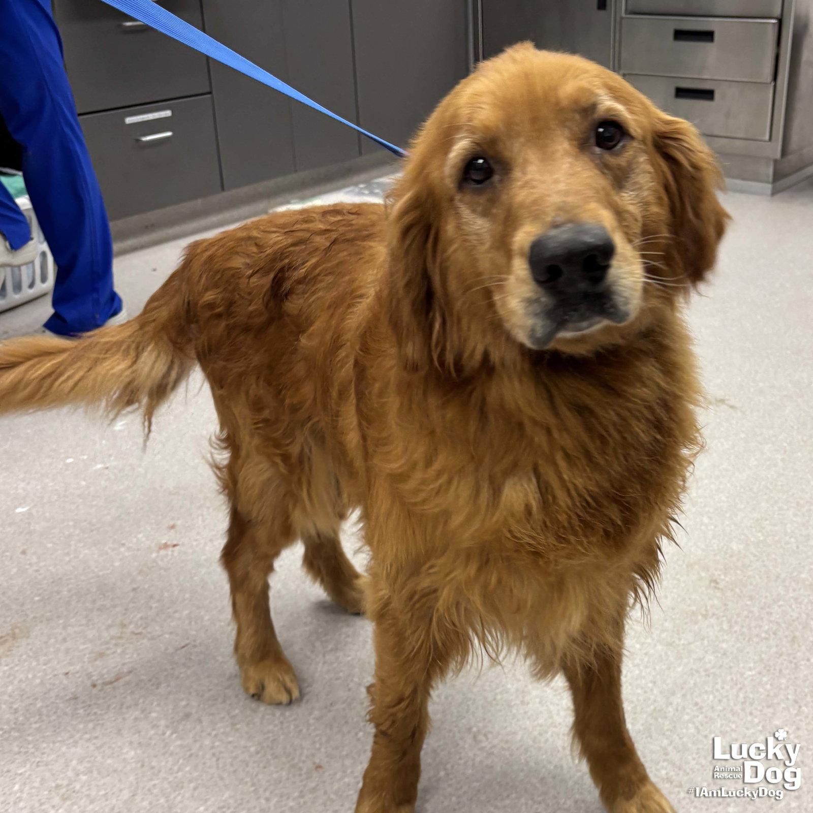 Sampson, a Adopted Golden Retriever in Washington, DC image 1/3