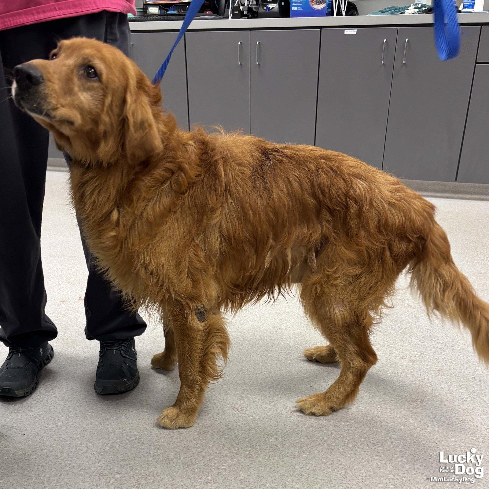 Sampson, a Adopted Golden Retriever in Washington, DC image 2/3