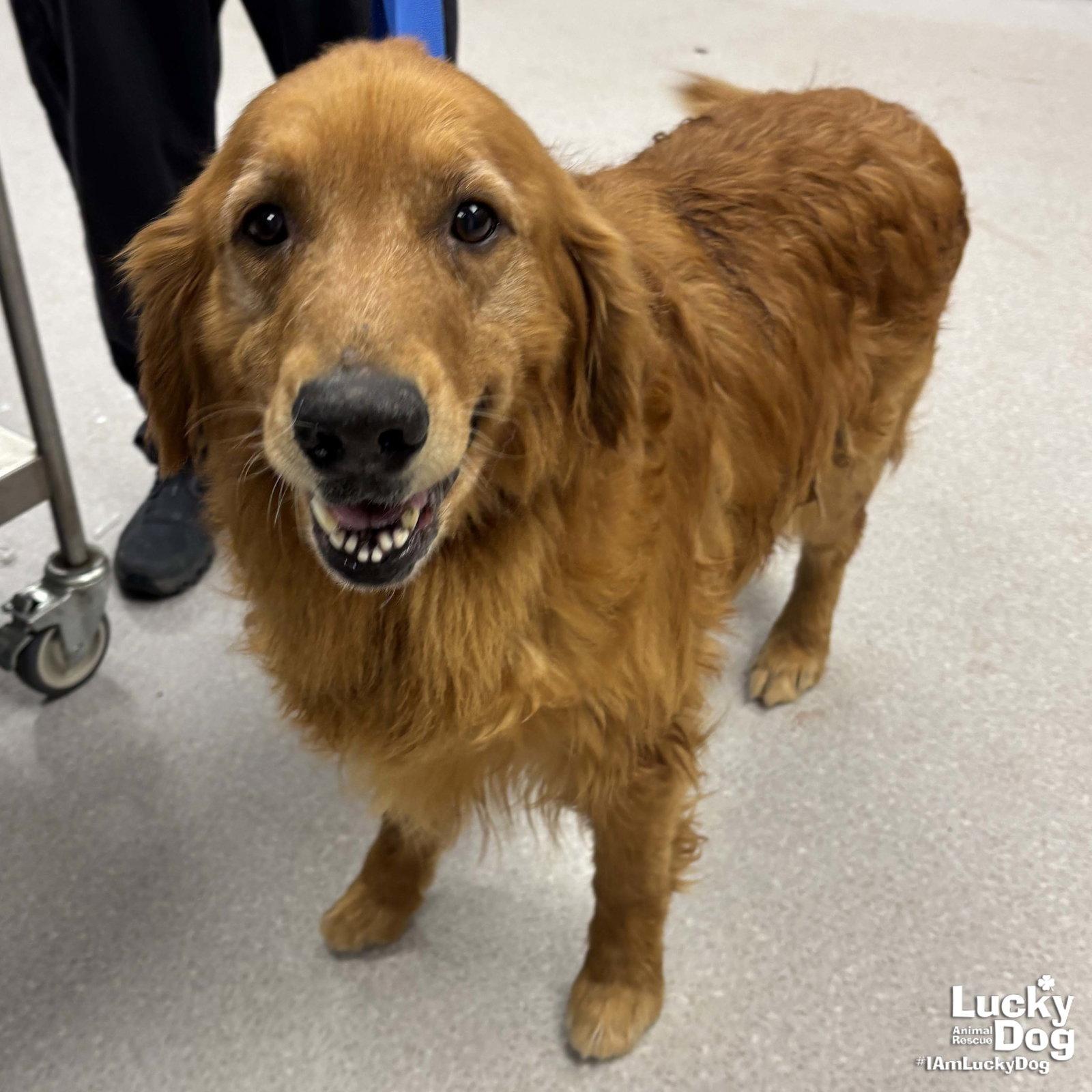Sampson, a Adopted Golden Retriever in Washington, DC image 3/3