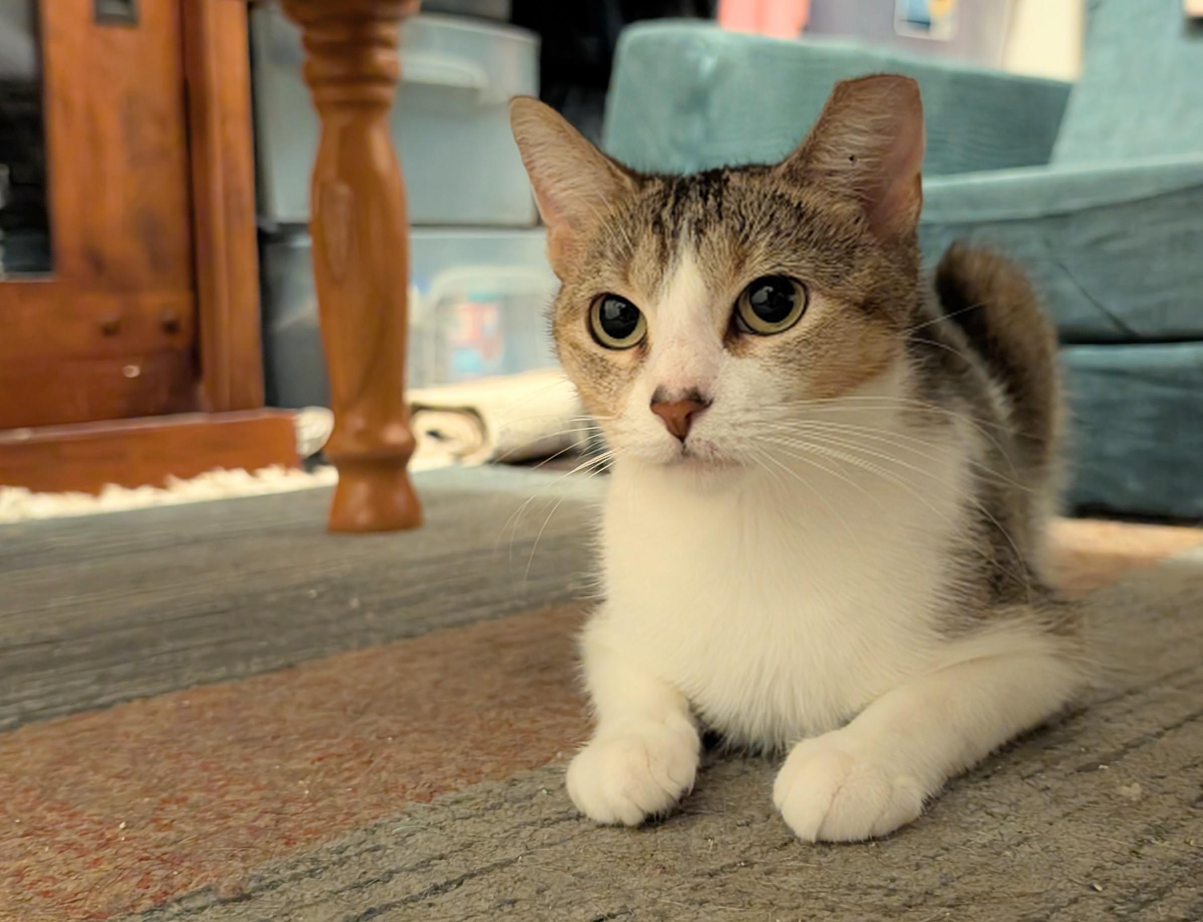 Enlarge Penelope & Petunia, a ADOPTABLE Domestic Short Hair in Milwaukee, WI image 3/4