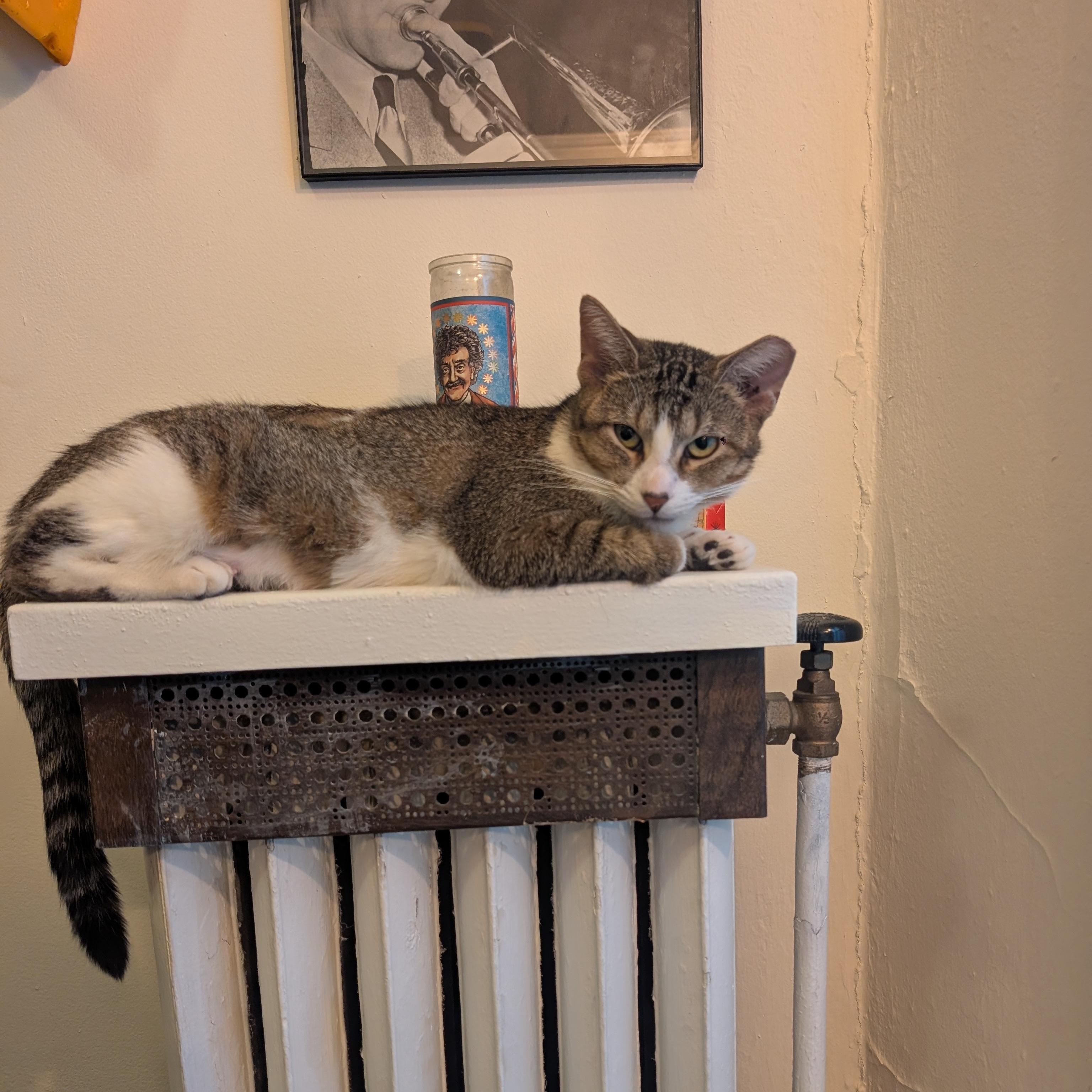 Enlarge Penelope & Petunia, a ADOPTABLE Domestic Short Hair in Milwaukee, WI image 4/4