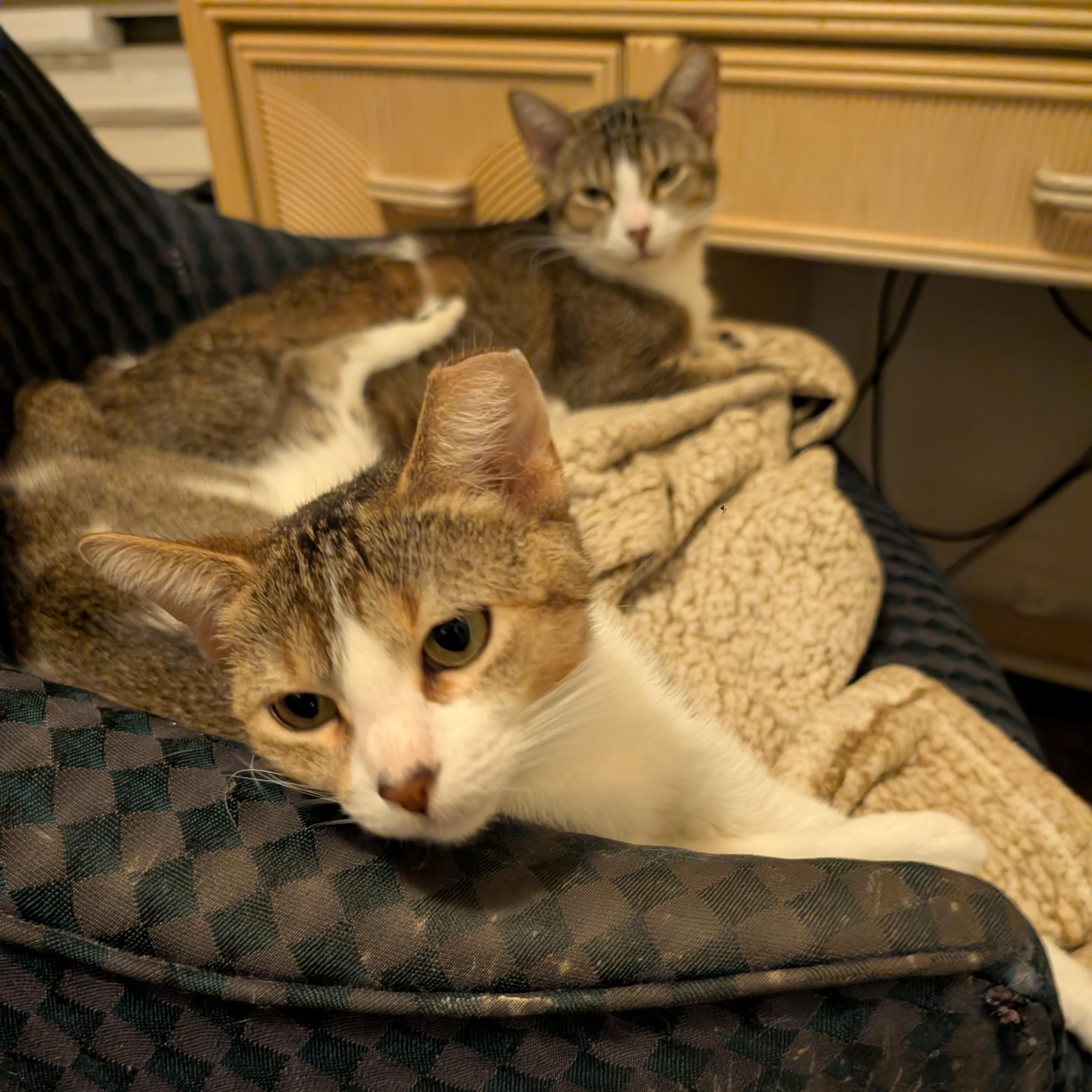 Penelope & Petunia, ADOPTABLE, Young Female Domestic Short Hair.