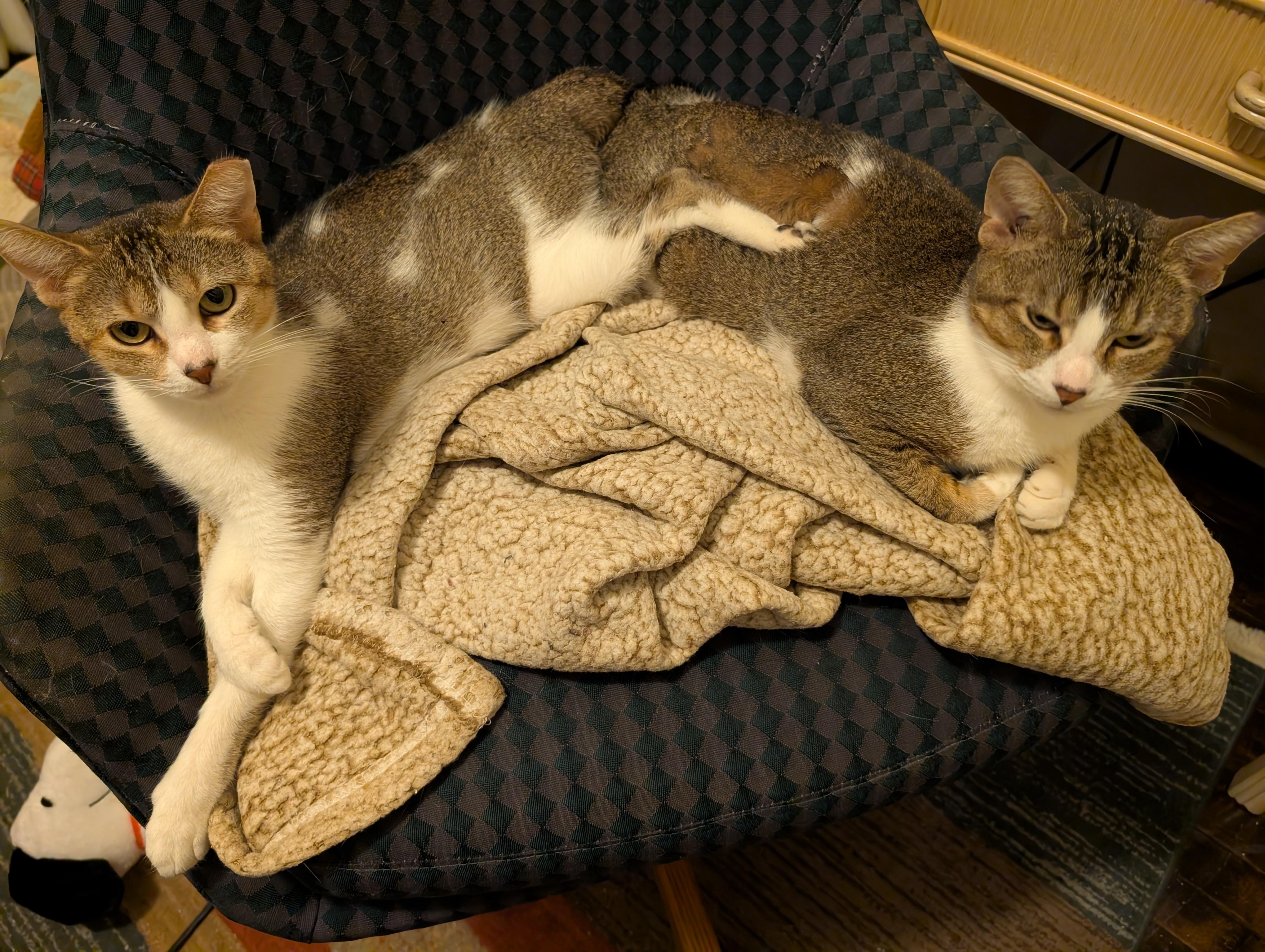 Enlarge Penelope & Petunia, a ADOPTABLE Domestic Short Hair in Milwaukee, WI image 2/4
