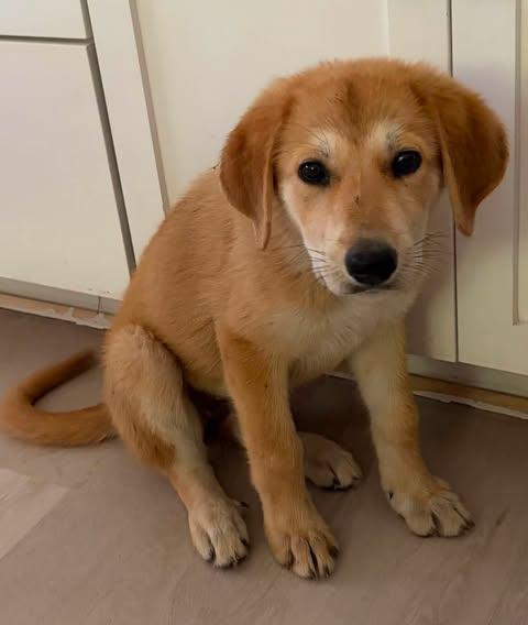 Magpie, an adopted mixed breed in Austin , TX image 2/4