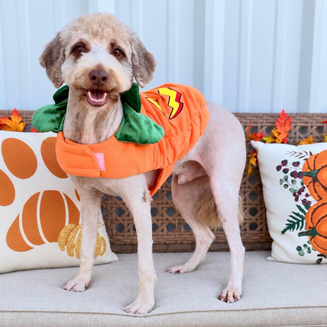 Fozzy, Adoptable, Adult Male Australian Shepherd & Labrador Retriever.