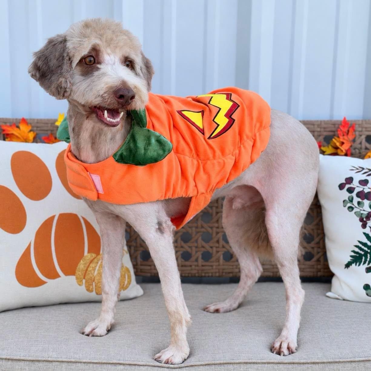 Enlarge Fozzy, a Adopted mixed breed in Effingham, IL image 2/4