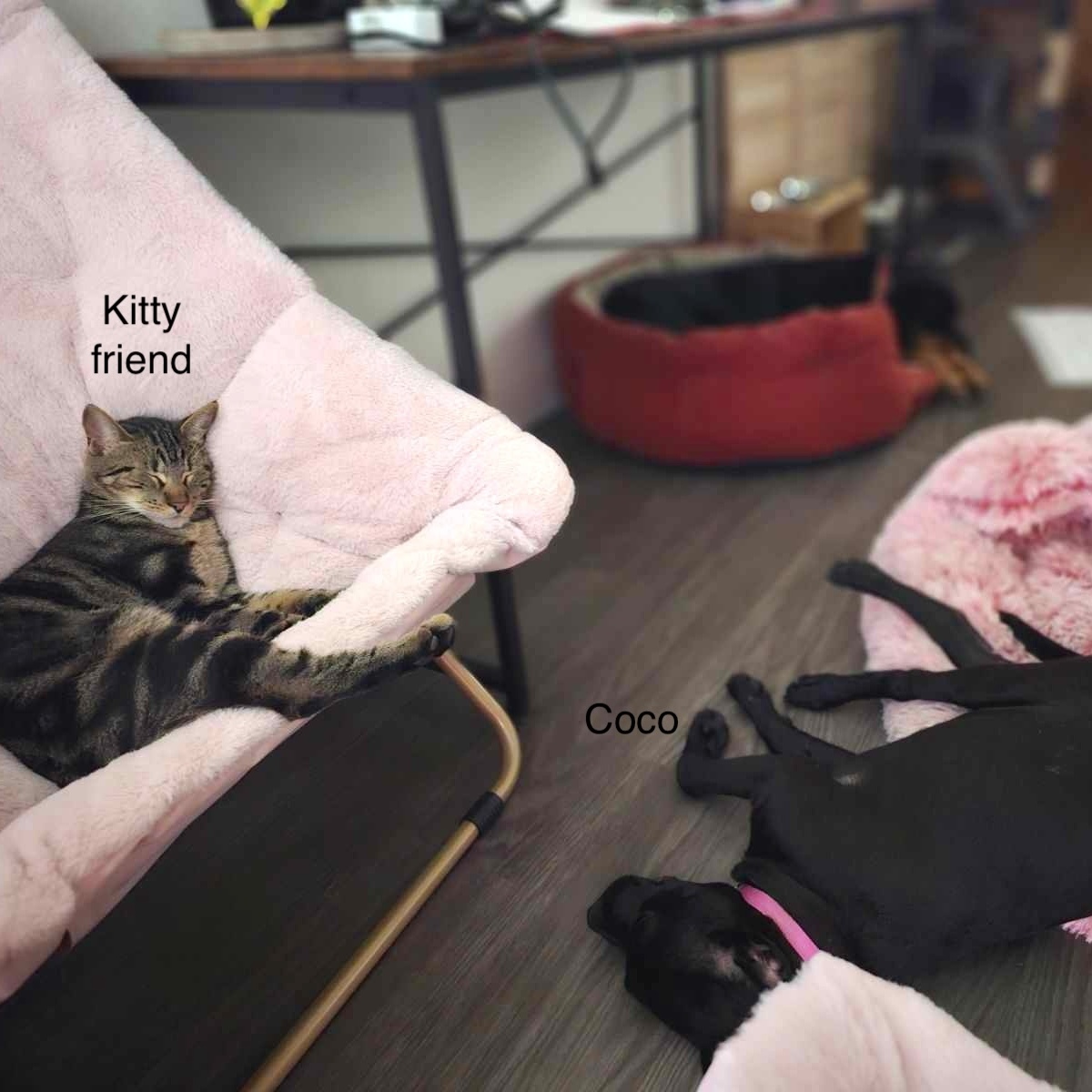 Dog for adoption Coco, a Retriever Mix in Kennewick, WA Petfinder