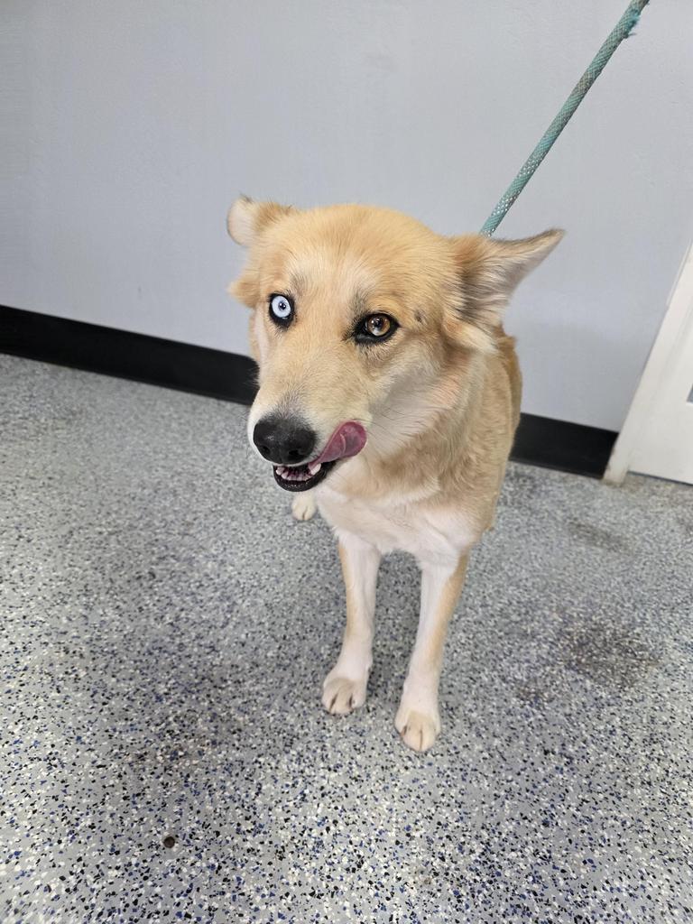 Xena, Adoptable, Adult Female Husky & Mixed Breed.