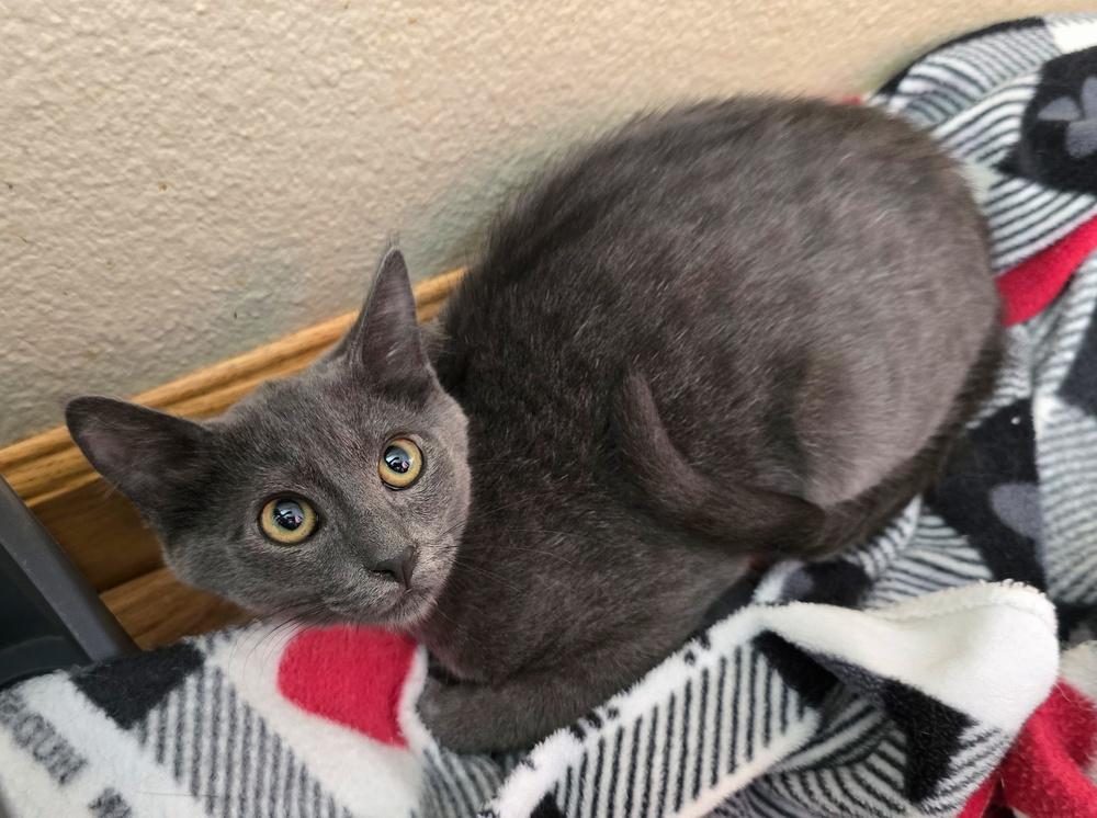 Jax, Adoptable, Kitten Male Domestic Short Hair.