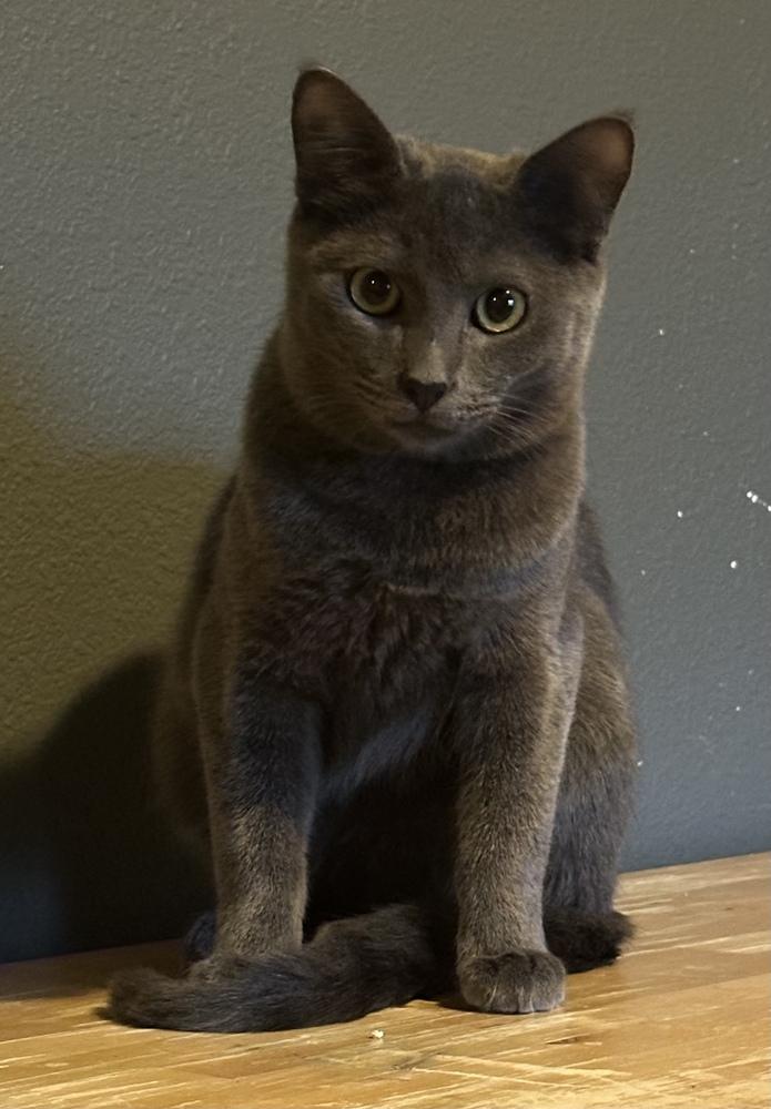 Enlarge Jax, a Adoptable mixed breed in Vancouver, WA image 2/4