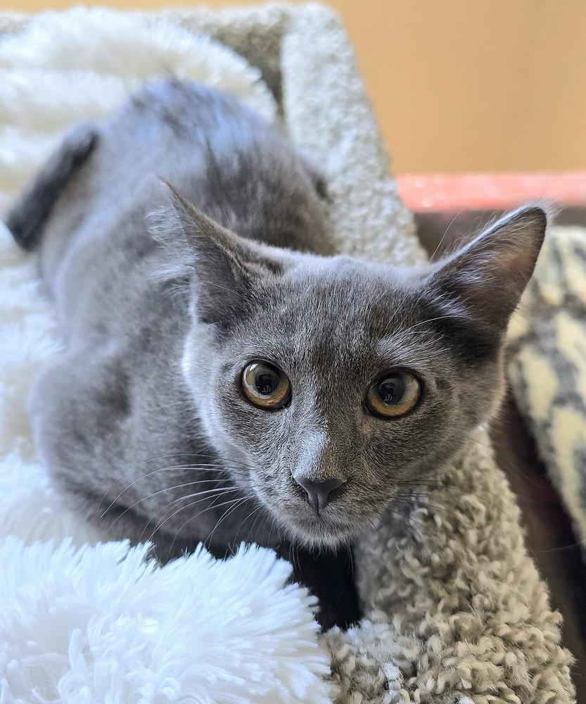 Enlarge Jax, a Adoptable mixed breed in Vancouver, WA image 3/4