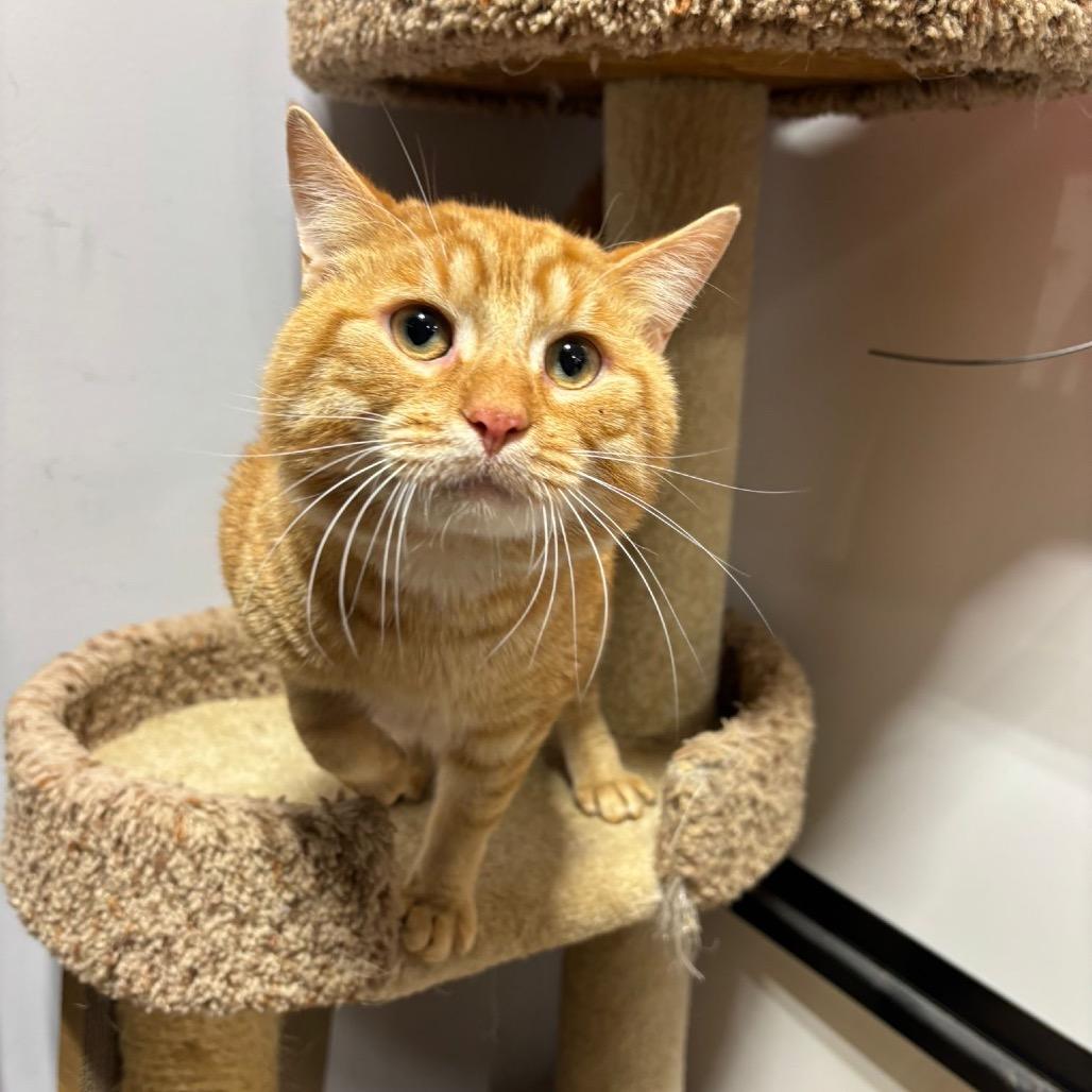 Gingy, Adoptable, Adult Male Domestic Short Hair.