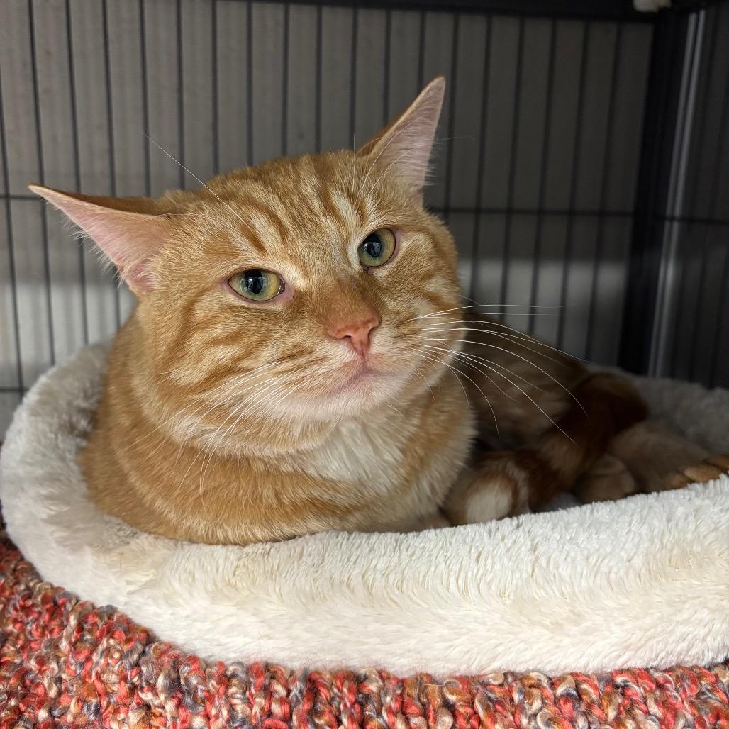 Gingy, Adoptable, Adult Male Domestic Short Hair.
