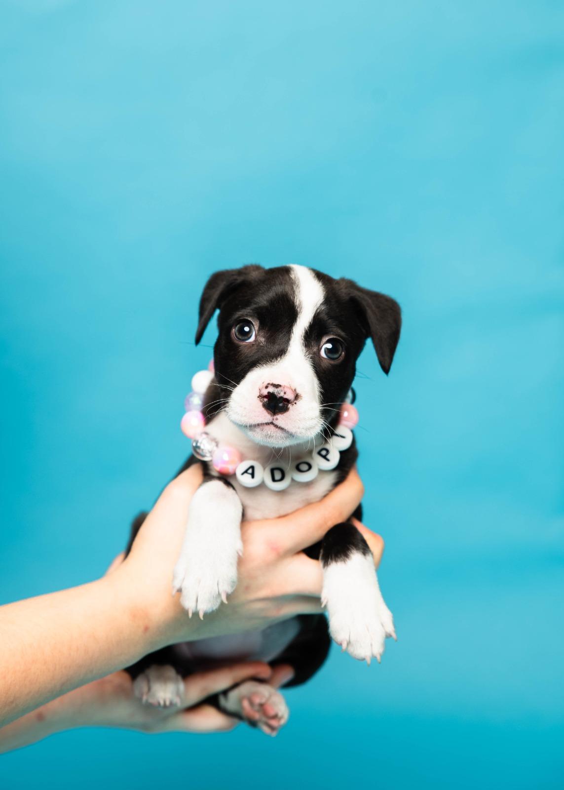 Enlarge Kehlani, a Adoptable Mixed Breed in Sunrise, FL image 2/3