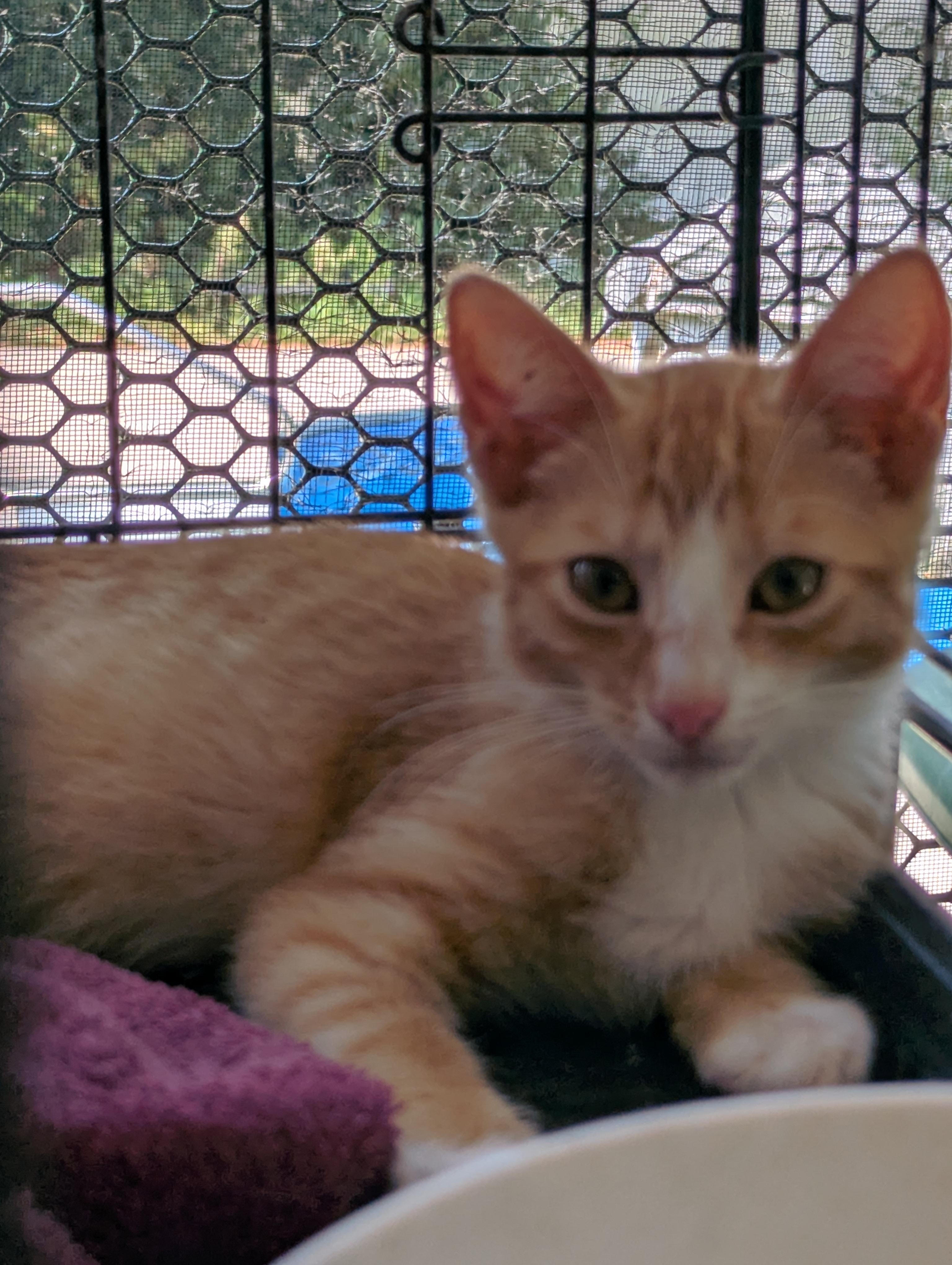 Catsby, Adoptable, Kitten Male Domestic Short Hair.