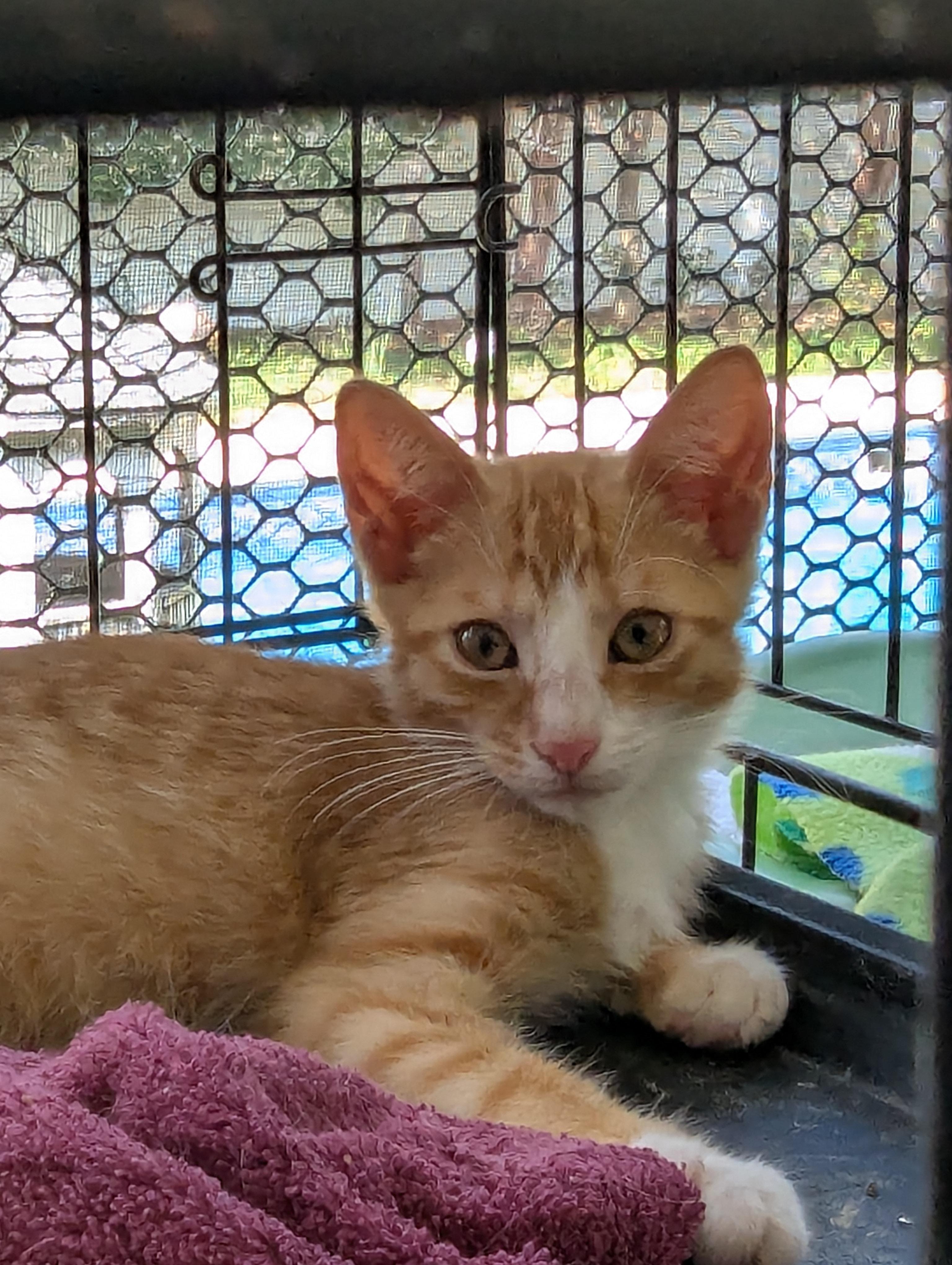 Catsby, a Adoptable Domestic Short Hair in Malden, MA image 2/3