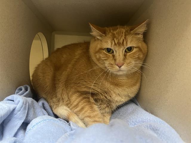 Enlarge NUGGET, a Adoptable Domestic Short Hair in Denver, CO image 1/1