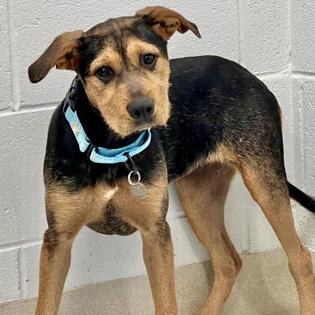 Enlarge Blondie -003583, a Adoptable Mixed Breed in Marshall, VA image 1/1