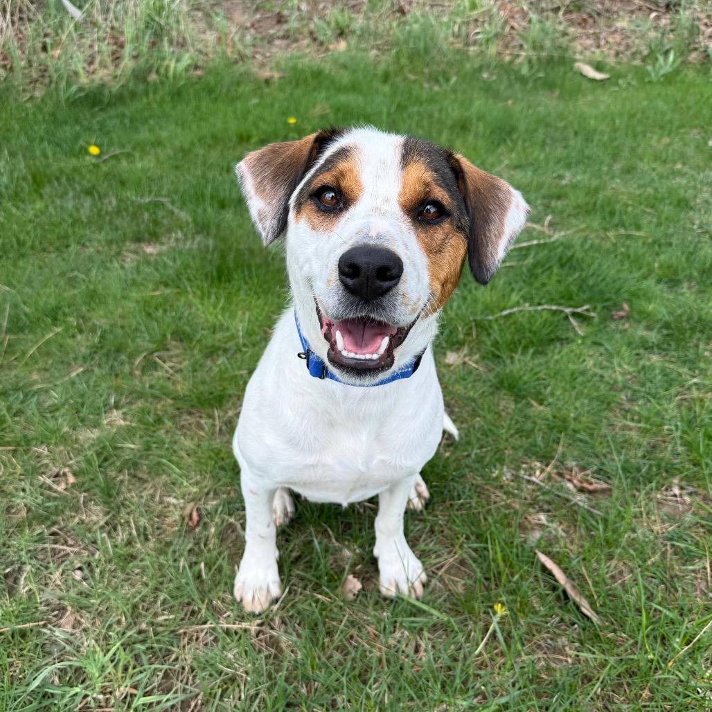 Enlarge Denice, a Adoptable mixed breed in Erie, PA image 1/6