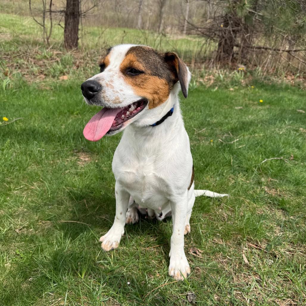 Enlarge Denice, a Adoptable mixed breed in Erie, PA image 2/6