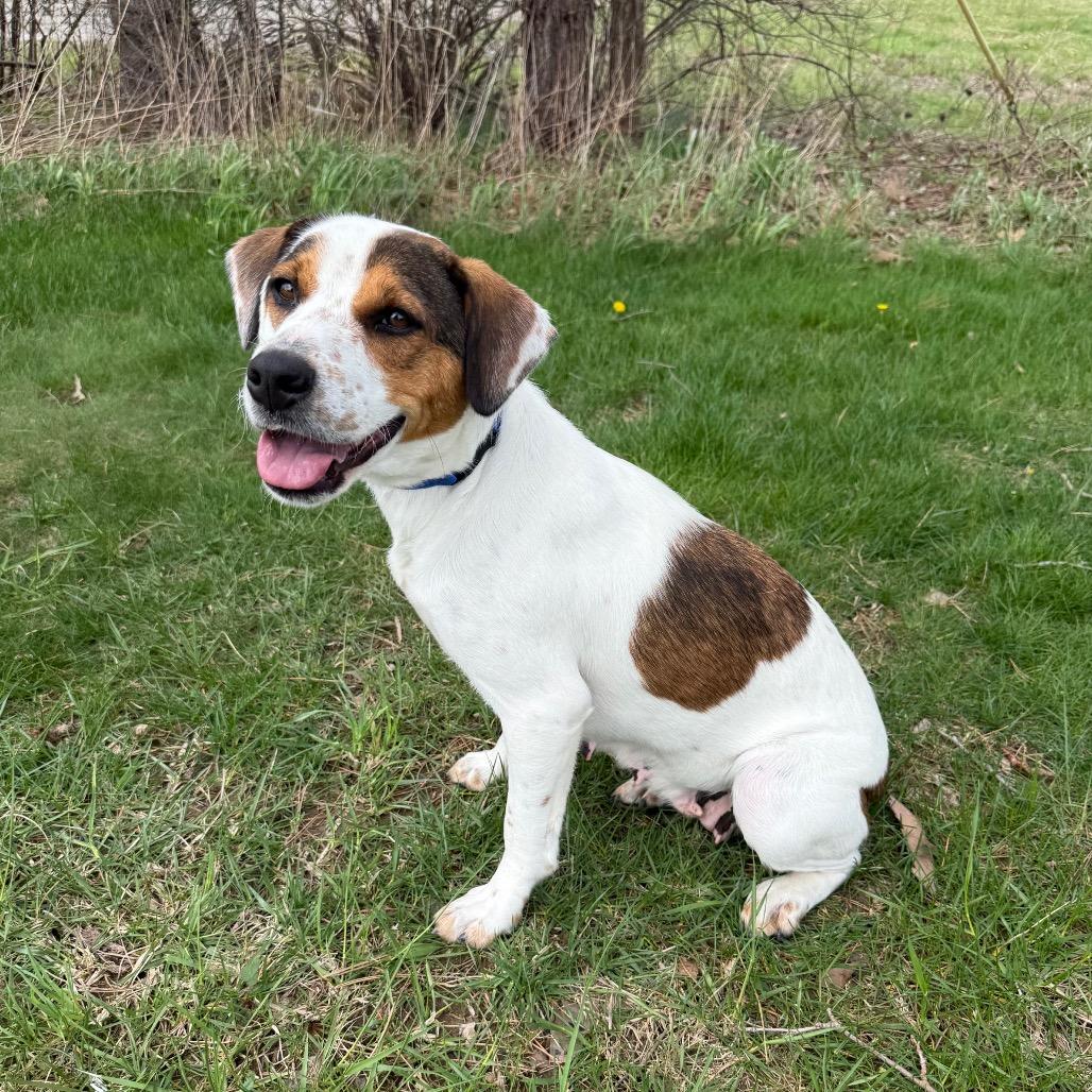 Enlarge Denice, a Adoptable mixed breed in Erie, PA image 3/6