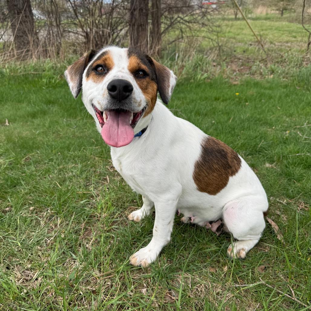 Enlarge Denice, a Adoptable mixed breed in Erie, PA image 4/6