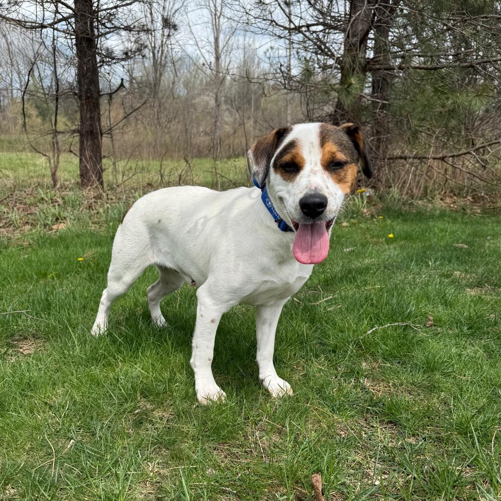 Enlarge Denice, a Adoptable mixed breed in Erie, PA image 5/6