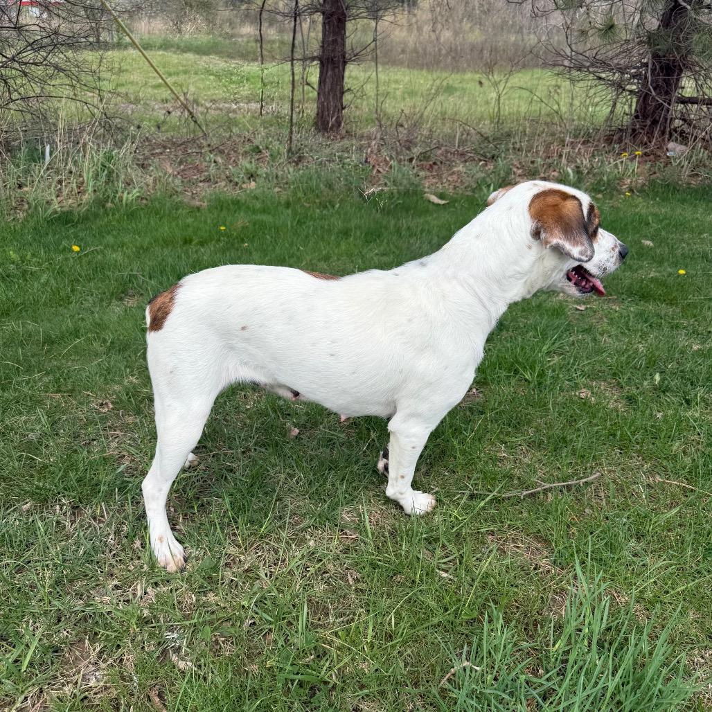 Enlarge Denice, a Adoptable mixed breed in Erie, PA image 6/6