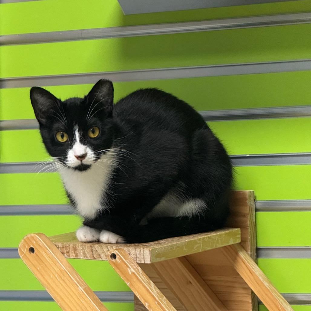 Goldie, Adoptable, Young Female Domestic Short Hair.