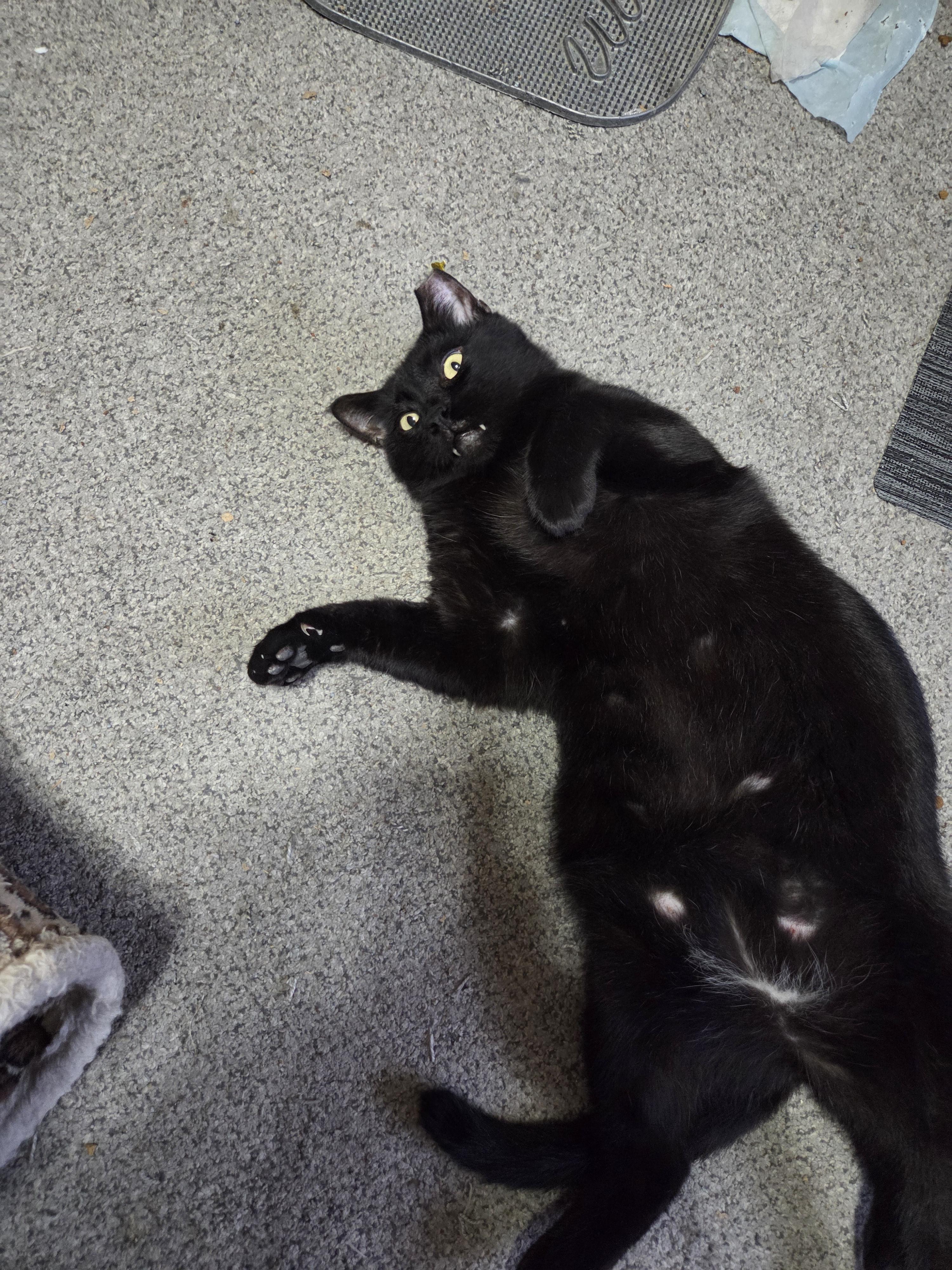 Ry Ry, a Adoptable mixed breed in Orlando, FL image 2/3