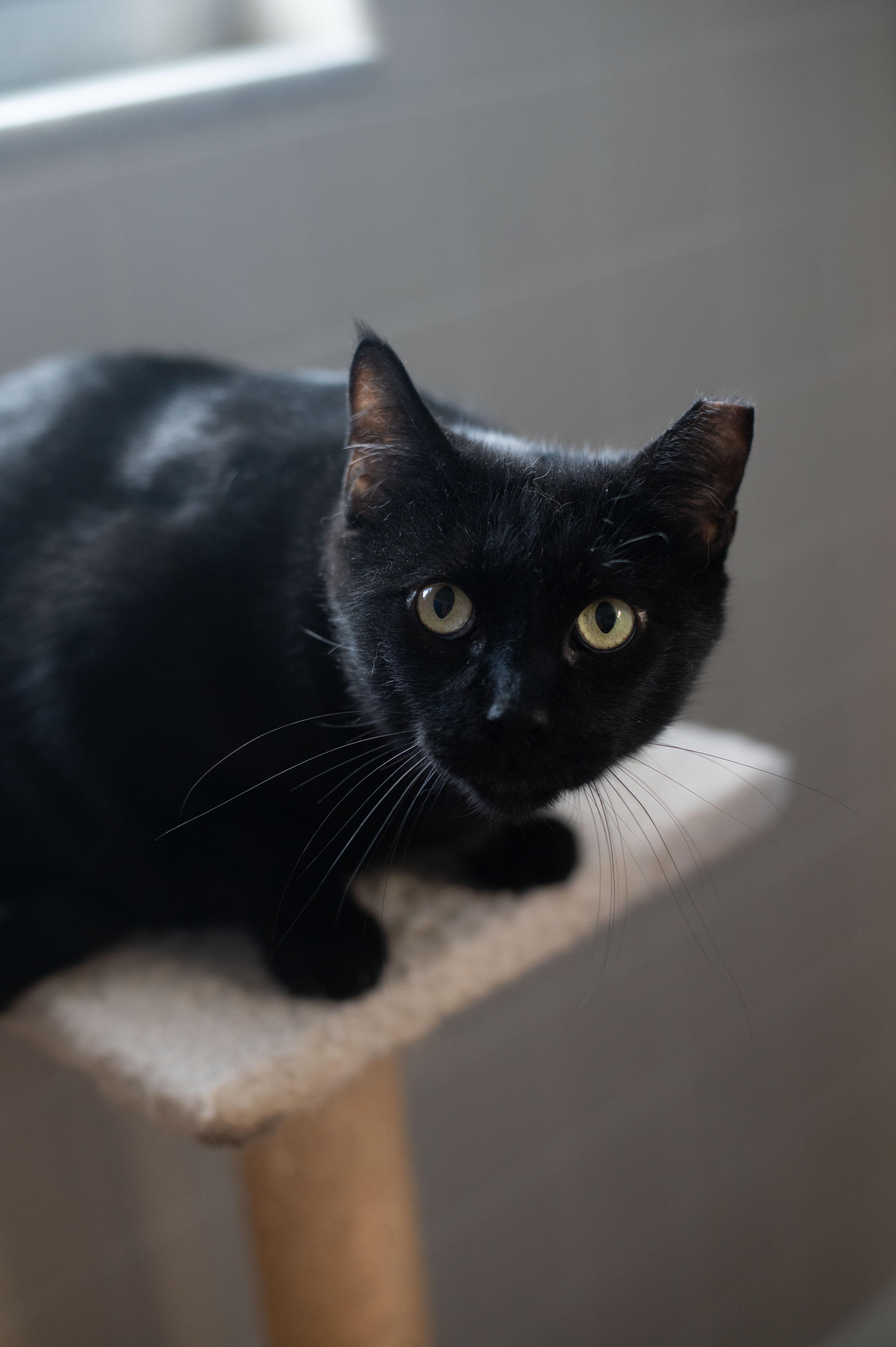 Ry Ry, a Adoptable mixed breed in Orlando, FL image 3/3