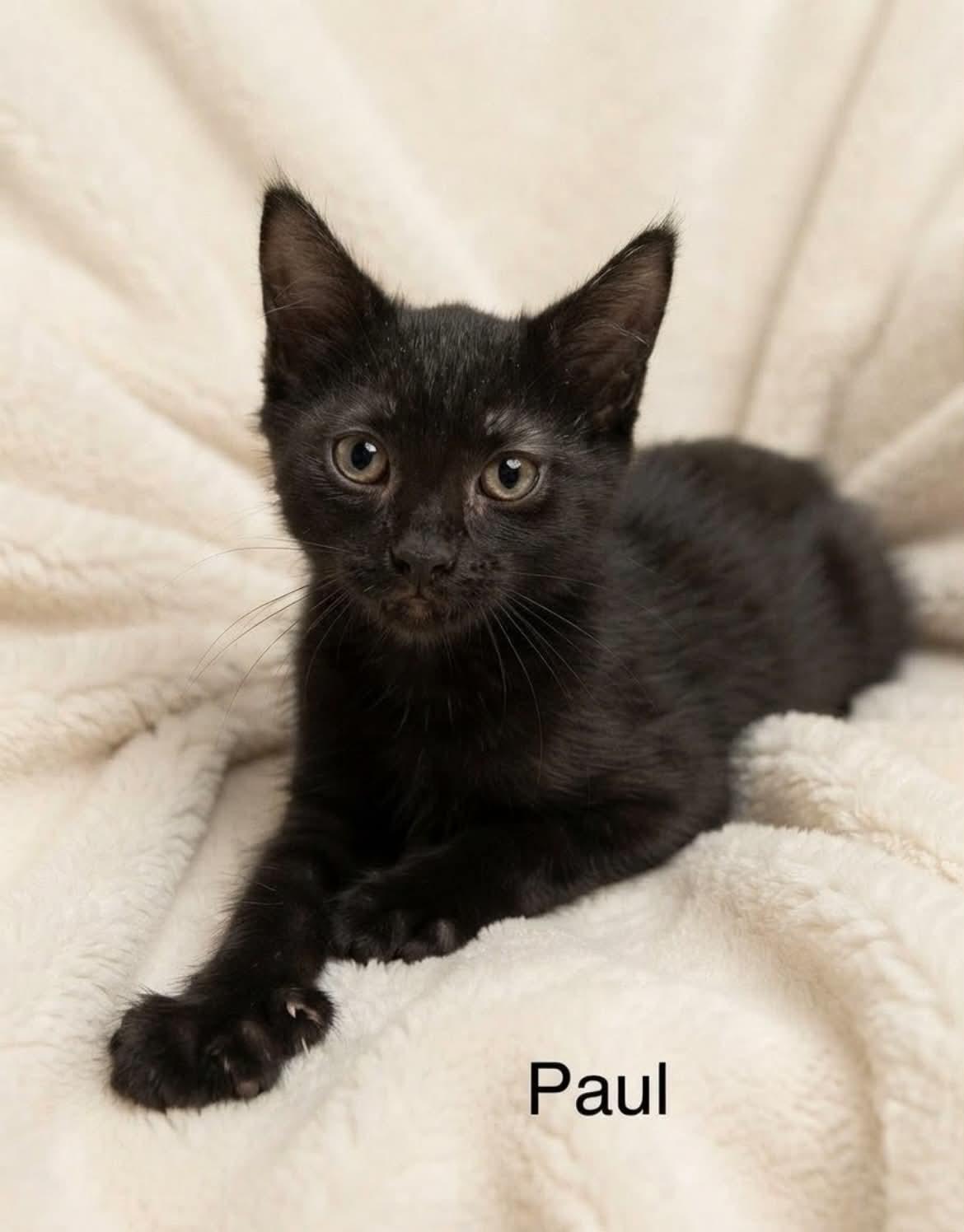 Paul, Adoptable, Kitten Male Bombay & Domestic Short Hair.